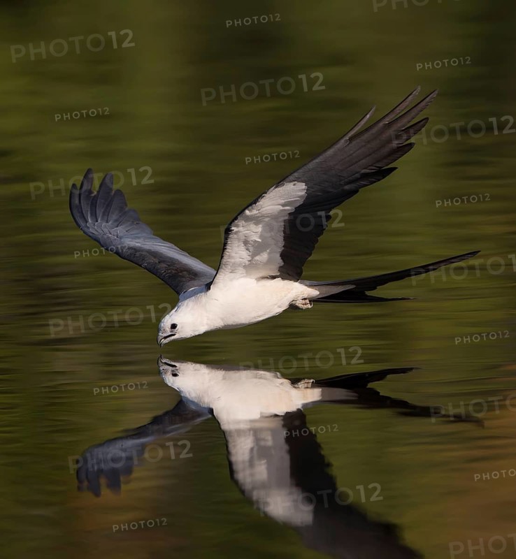 Swallow-tailed Kite (Elanoides forficatus) drinking in flight, Florida, USA