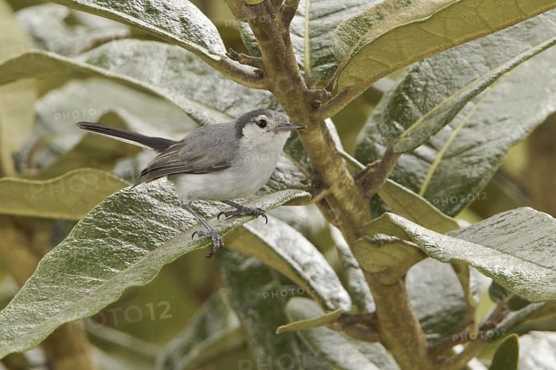 Tropical Gnatcatcher (Polioptila plumbea), Ecuador