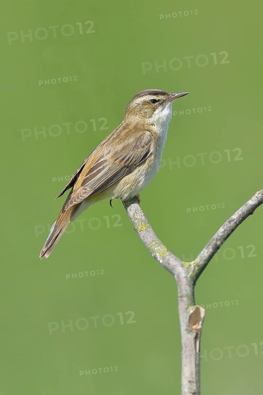 Reed Warbler (Acrocephalus schoenobaenus) sitting on a branch, Wildlife, Lembruch, Ochsen Moor, Dümmer nature park Park, Lower Saxony, Germany