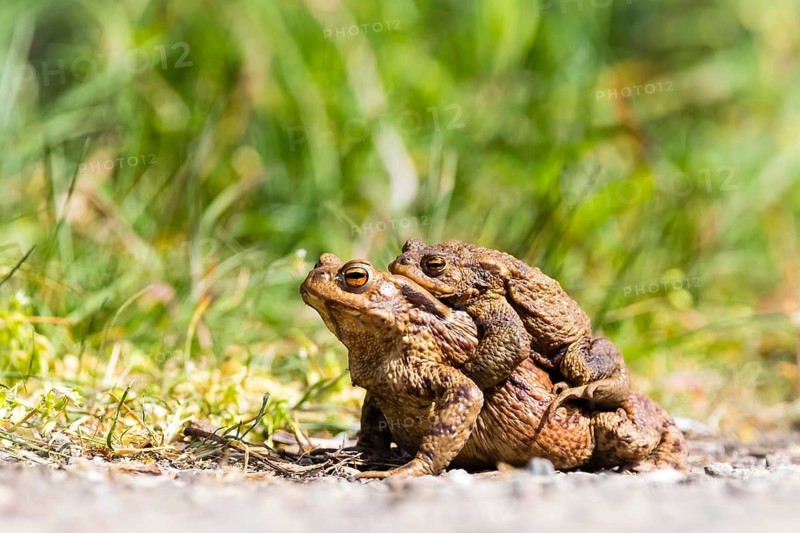 Animals, amphibians, toad, toads, common toad, common toads, (Bufi bufo), two, mating, copula, Federal Republic of Germany