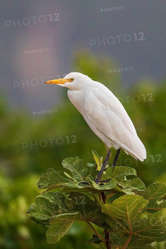 Western Cattle Egret (Bubulcus ibis), Sardinia, Italy
