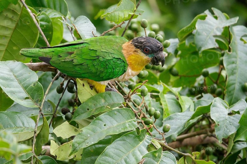 Black-headed Parrot (Pionites melanocephalus) perched on a branch in Ecuador