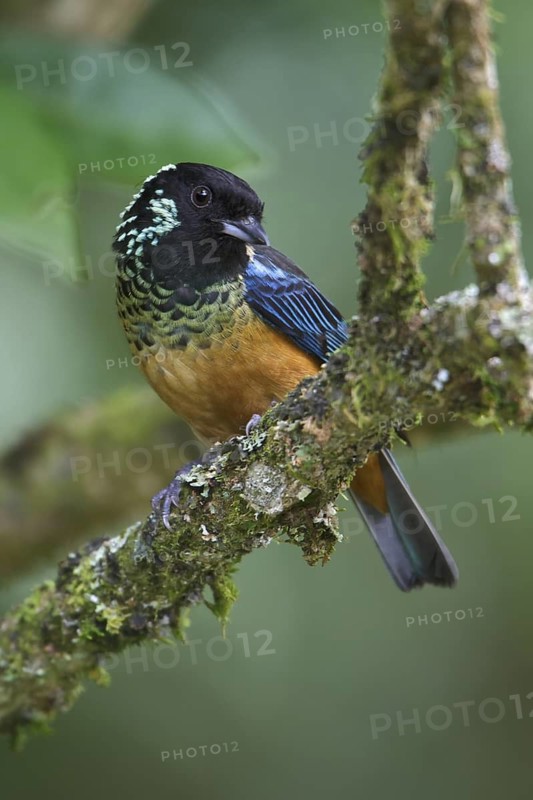 Spangled-cheeked Tanager (Tangara dowii) perched on a branch in Costa Rica, Central America