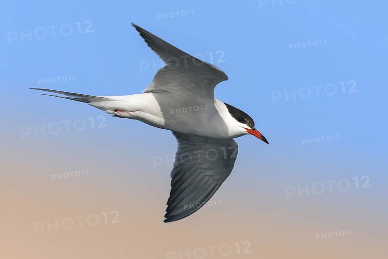 Common Tern (Sterna hirundo) flying, Eilat, Israel