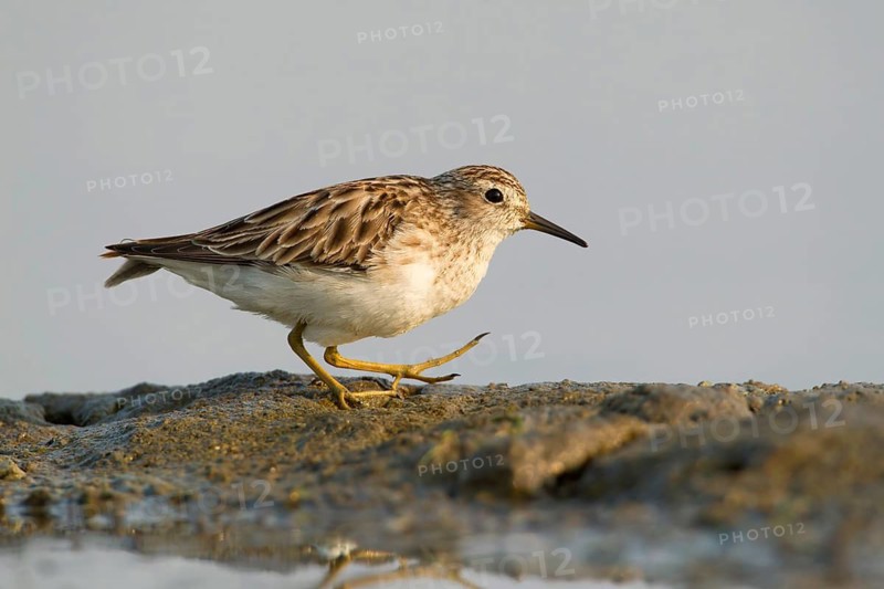 Long-toed Stint (Calidris subminuta), Phetchaburi, Thailand