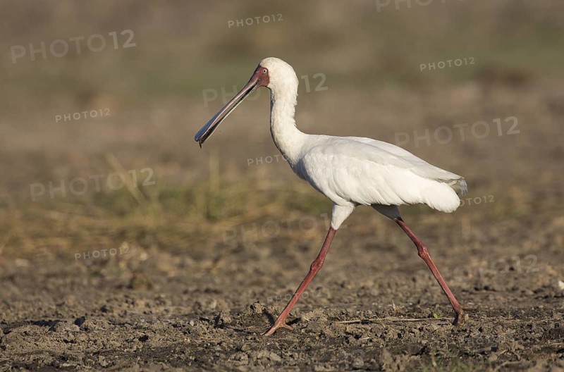African Spoonbill (Platalea alba) foraging, Chobe, Botswana