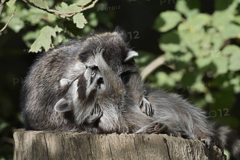 Raccoon (Procyon lotor) playing with young, North Rhine-Westphalia, Germany