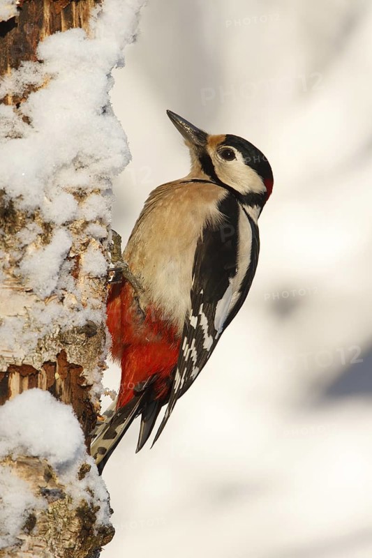 Great Spotted Woodpecker (Dendrocopos major) male, Utrecht, Netherlands