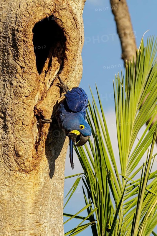 Hyacinth Macaw (Anodorhynchus hyacinthinus) perched on a branch in the Pantanal region of Brazil