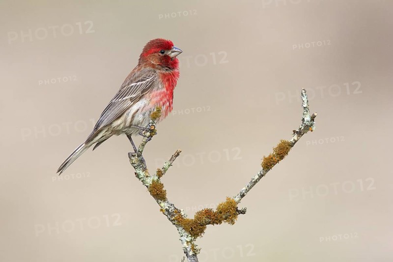 House Finch (Haemorhous mexicanus) male, Texas, USA