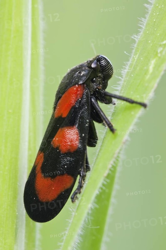 Gemeine Blutzikade, Cercopis vulnerata Froghopper, Cercopis vulnerata