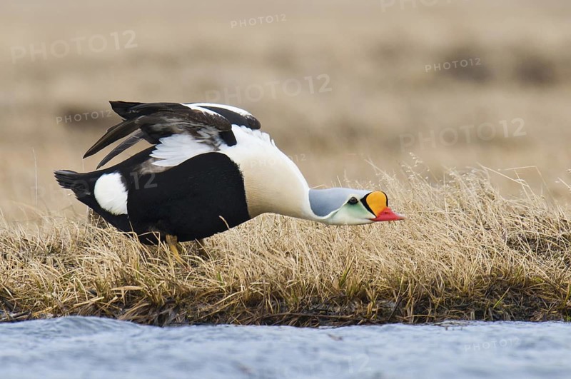 King Eider (Somateria spectabilis) male, Alaska, USA