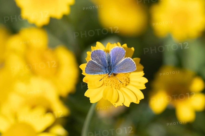Common blue butterfly (Polyommatus icarus) adult insect male feeding on a Corn marigold flower in summer, Suffolk, England, United Kingdom