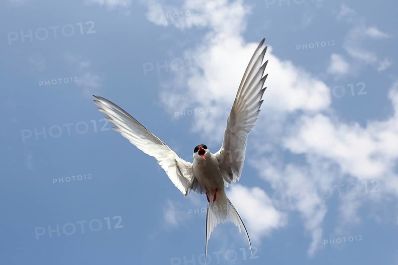 Arctic Arctic Tern (Sterna paradisaea) flying in the blue sky, Lapland, Norway
