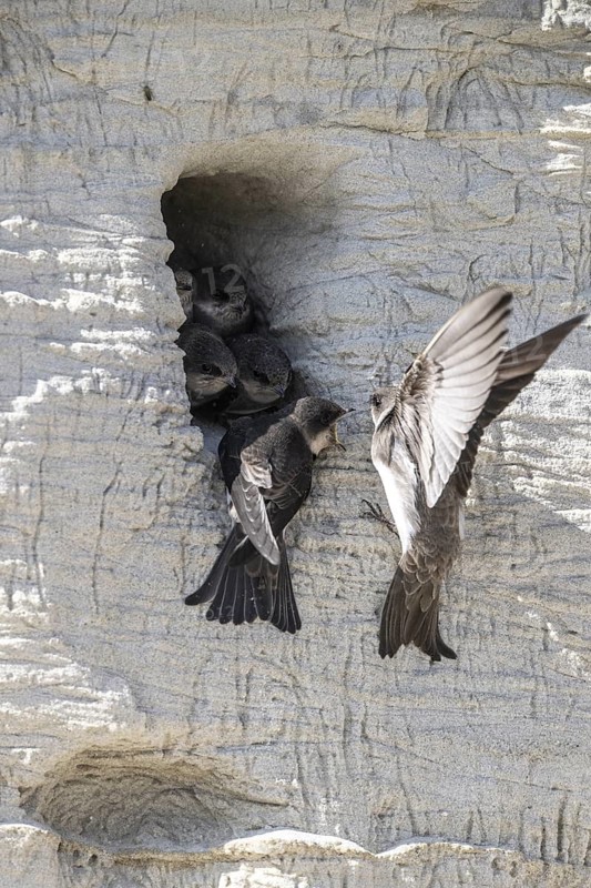 Sand martins (Riparia riparia), Emsland, Lower Saxony, Germany