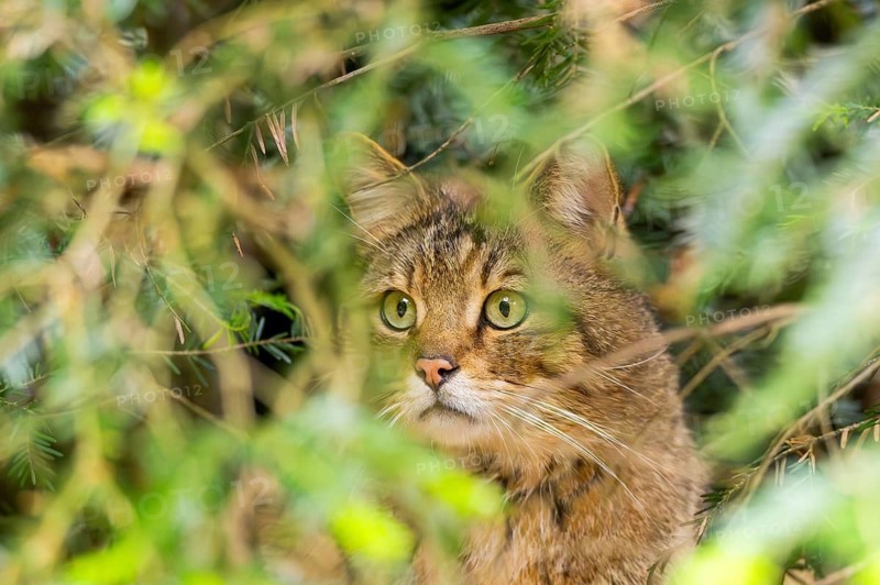 European wildcat (Felis silvestris silvestris) in a forest, Bavaria, Germany