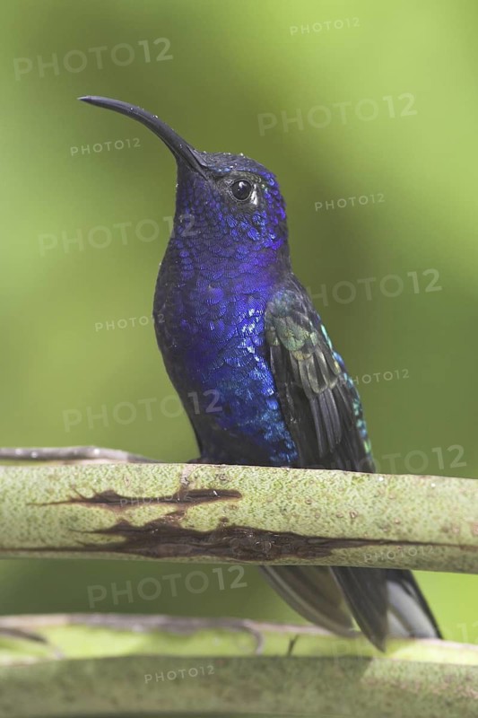 Violet Sabrewing (Campylopterus hemileucurus), Costa Rica
