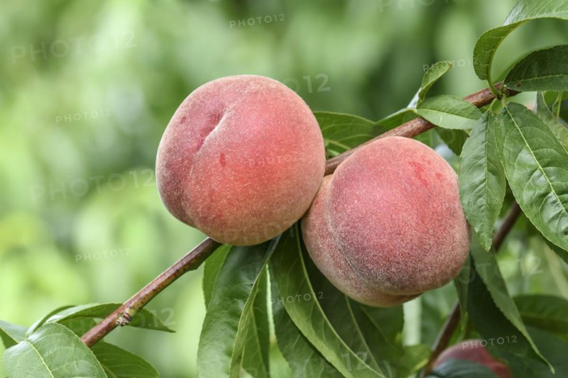 Peach (Prunus persica 'Red Robin'), Baum- und Rebschule Schreiber KG, Poysdorf, Lower Austria, Austria