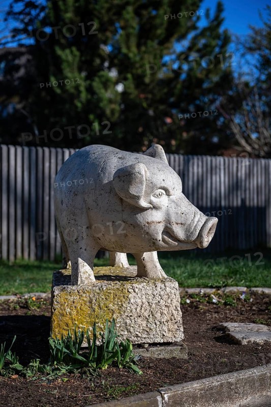 Sculpture of a pig, hewn from Suevit also Schwabenstein, is reminiscent of a famous local legend, called So G'sell, dating from 1440, it is also the mascot of the city of Nördlingen, Donau-Ries district, Nördlinger Ries, Bavaria, Germany