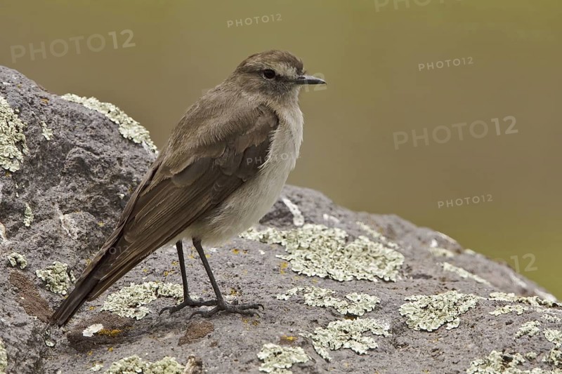 Paramo Ground Tyrant (Muscisaxicola alpinus), Ecuador