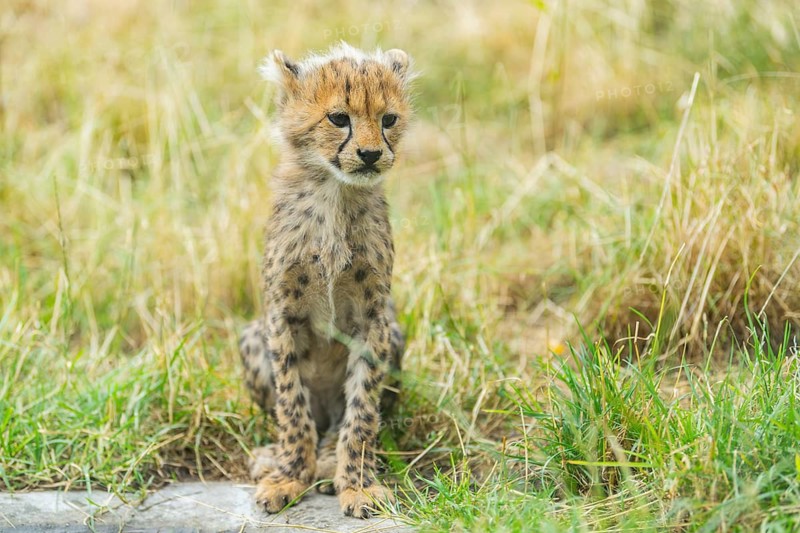 Cheetah (Acinonyx jubatus) youngster sitting on the ground, captive, occurrence Africa