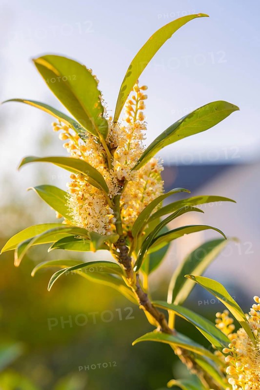 Close-up of flowering plants under sunlight with sharp focus on flowers and leaves, Gechingen, Black Forest, Germany