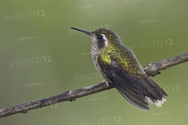 Speckled Hummingbird (Adelomyia melanogenys), Ecuador