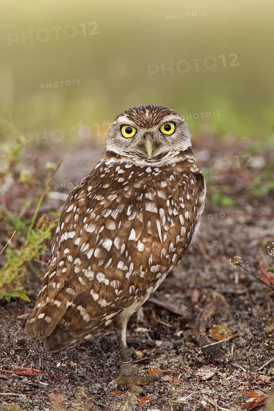 Burrowing Owl (Athene cunicularia), Florida, USA