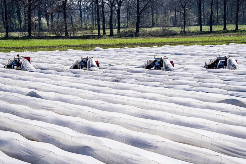 Asparagus harvest on the Lower Rhine, near Wesel, asparagus field under thermo foil, for faster growth, even in cold weather conditions, with the help of an asparagus spider the harvesters prick the asparagus, the machine lifts the foil tunnel and after pricking it puts the plastic foil back on the asparagus stem, North Rhine-Westphalia, Germany