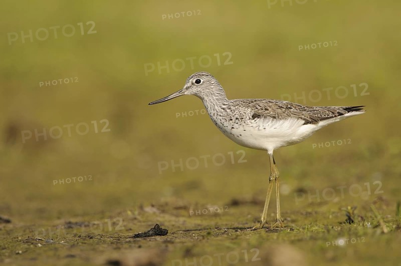 Common Greenshank (Tringa nebularia), North Rhine-Westphalia, Germany