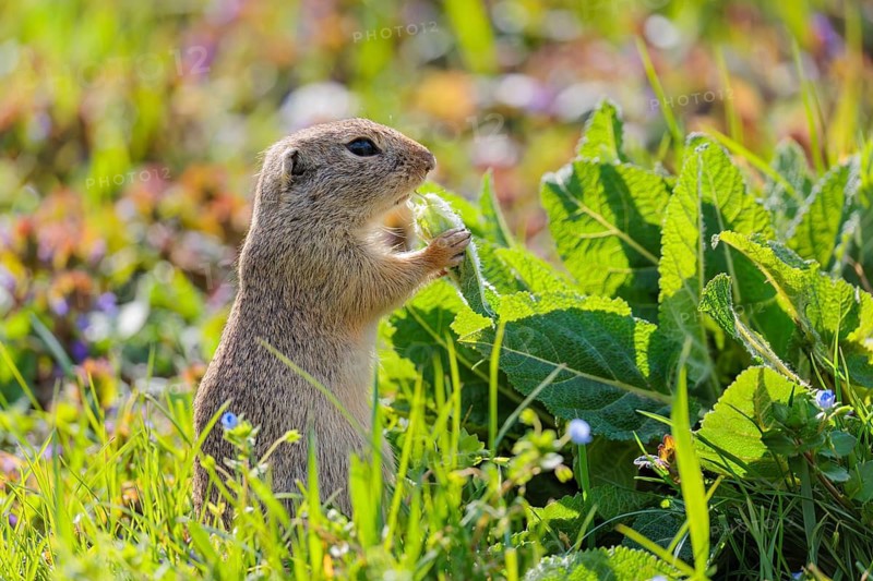 An adult ground squirrel (Spermophilus citellus) eats leaves and flowers on a sunny day in a green meadow with tall vegetation. Austria