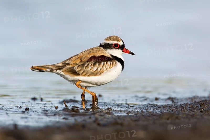 Black-fronted Dotterel (Elseyornis melanops), Victoria, Australia