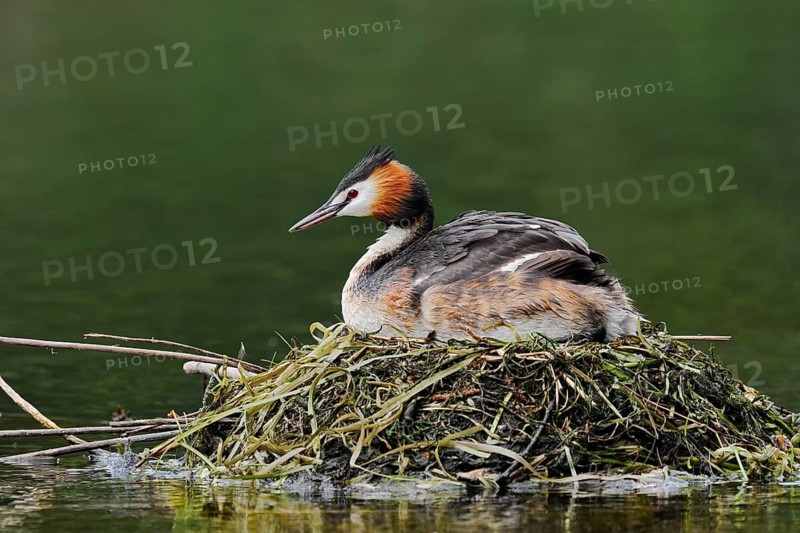 Great Crested Grebe (Podiceps Scalloped ribbonfish) sitting on its nest, North Rhine-Westphalia, Germany