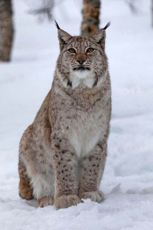 Sitting lynx (C) in Polar Park, in winter, Bardu, Norway