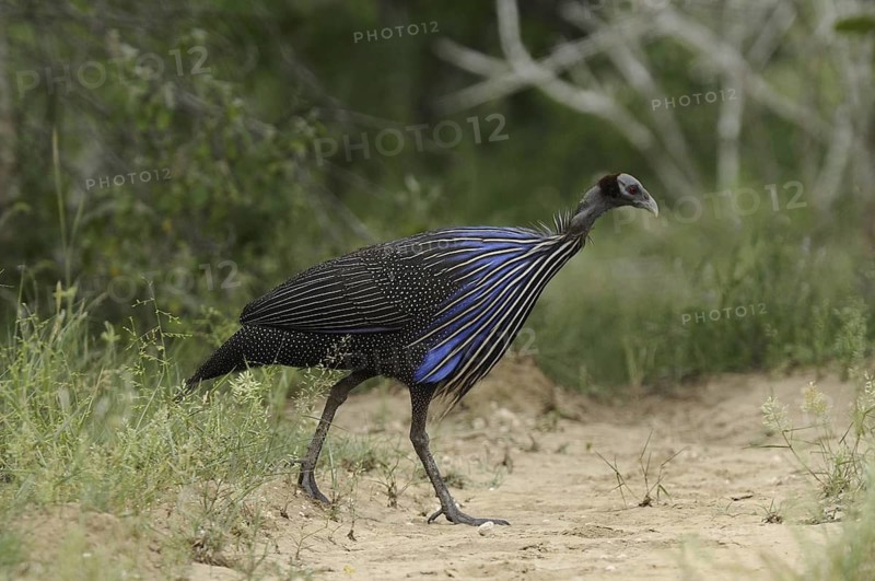 Vulturine Guineafowl (Acryllium vulturinum), Tsavo East National Park, Kenya