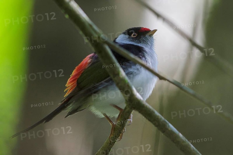 Pin-tailed Manakin (Ilicura militaris) perched on a branch in the Atlantic rainforest of southeast Brazil