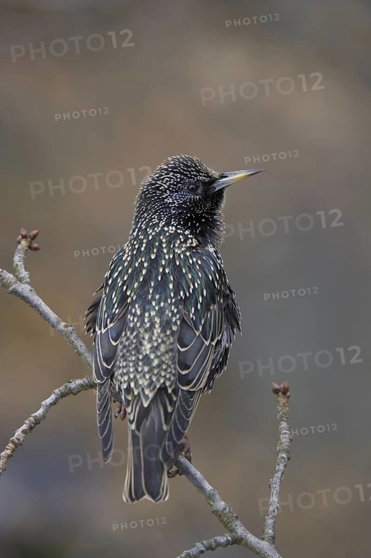 Common Starling (Sturnus vulgaris), Saxony, Germany
