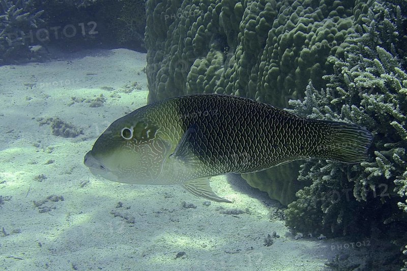 Two-coloured banner wrasse (Hemigymnus melapterus)