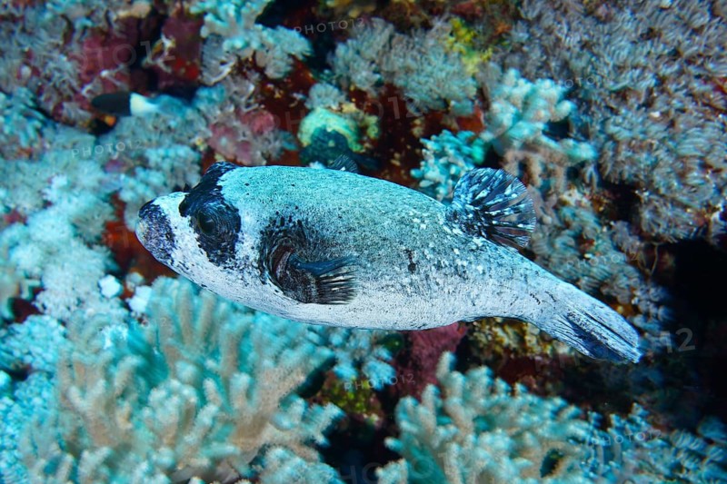 Masked pufferfish (Arothron diadematus)