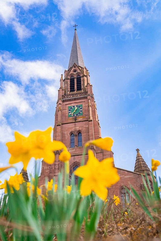 View of the church clock through yellow daffodil blossoms under a bright blue sky, Nagold, Black Forest, Germany