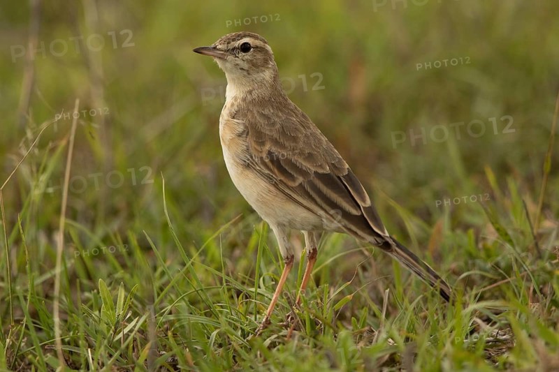 Plain-backed Pipit (Anthus leucophrys), Masai Mara, Kenya