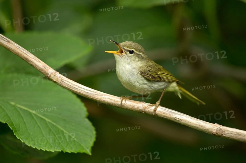 Ijimalaubsänger (Phylloscopus ijimae) singing, perched on a branch, Miyakejima, Japan