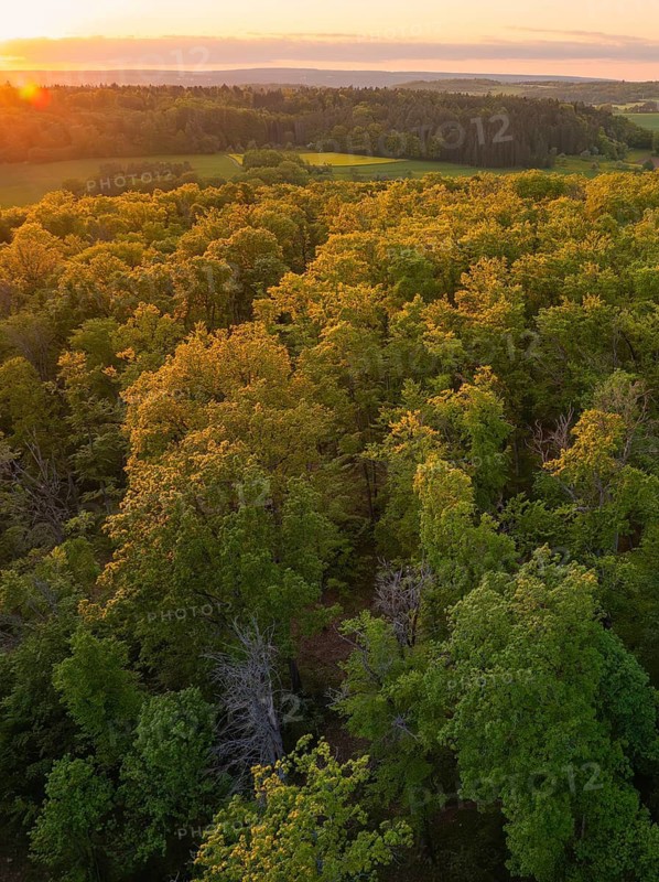 Sunset over a dense forest area with bright green and yellow trees, forest pasture project, compensatory measure for the Hermann Hesse railway, Gechingen, district of Calw, Germany