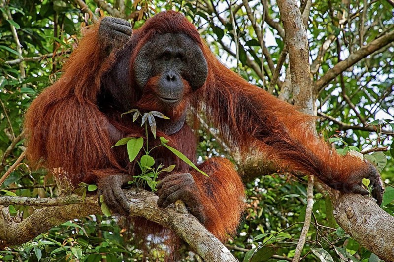 Indonesia - Borneo - Orangutan
