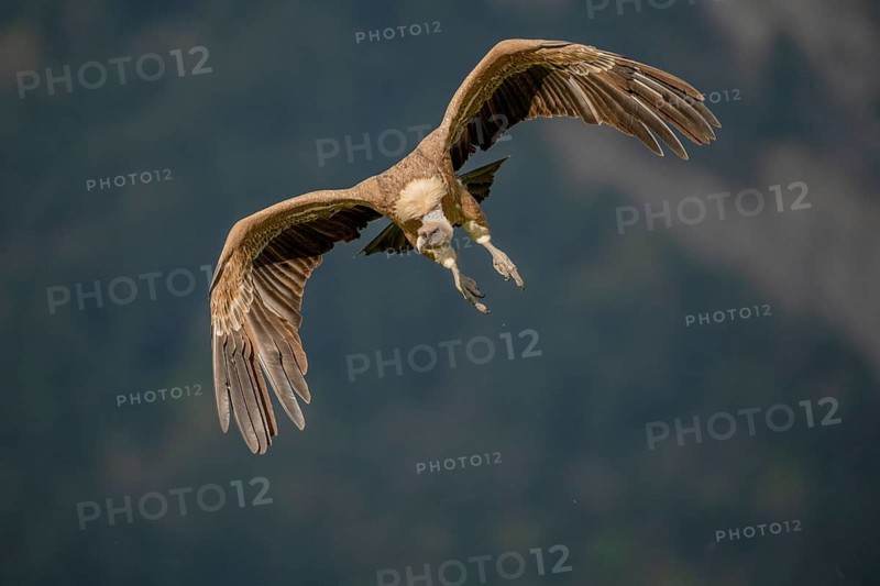 Griffon vulture (Gyps fulvus), approaching, Pyrenees, Spain