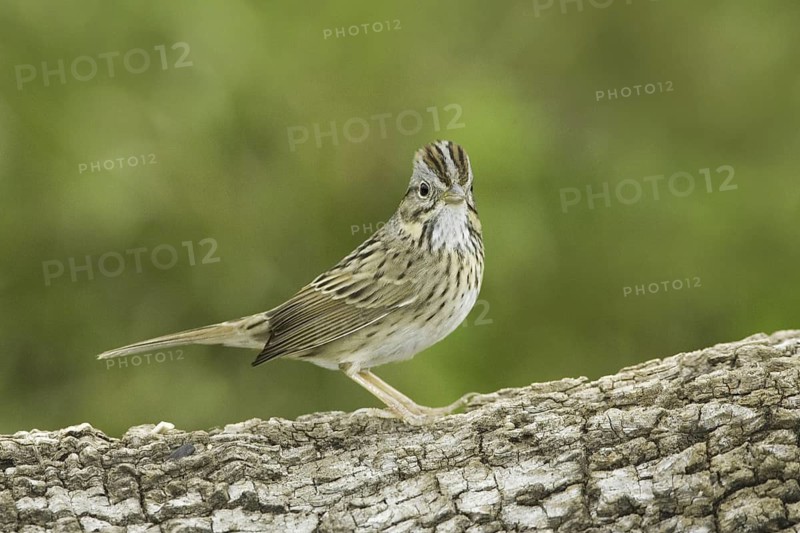 Lincoln's Sparrow (Melospiza lincolnii), Texas, USA