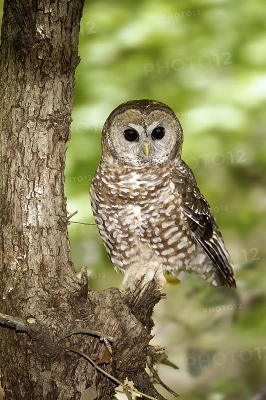 Spotted Owl (Strix occidentalis), Arizona, USA