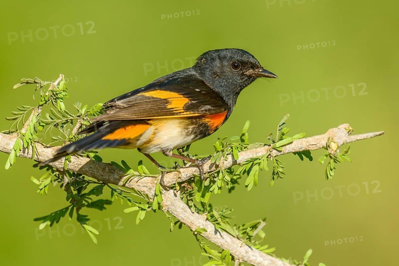 American Redstart (Setophaga ruticilla) male perched on a branch, Texas, USA