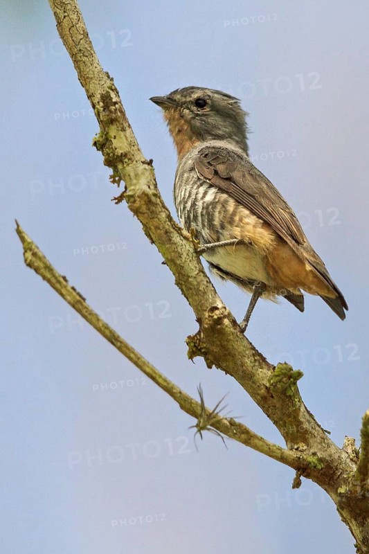 Buff-throated Purpletuft (Iodopleura pipra) perched on a branch in the Atlantic rainforest of southeast Brazil