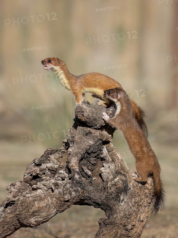 Short-tailed Weasel (Mustela erminea) two adult climbing tree trunk, Castile-La Mancha, Spain